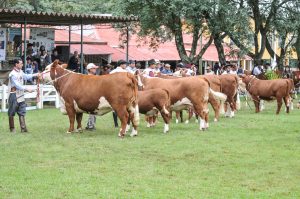 ABHB recebe inscrições para Exposição Especial de Alegrete