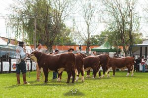ABHB prorroga inscrições das Exposições de Primavera