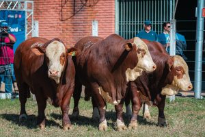 ABHB divulga os grandes campeões rústicos da raça Braford