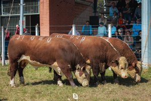 ABHB divulga resultado das raças Hereford e Polled Hereford Rústicos