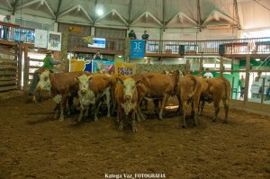 Lavras do sul recebe mais uma edição do Remate Aliança Braford