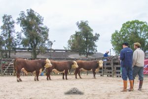 97ª Expofeira de Pelotas conhece os campeões Hereford e Braford
