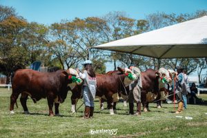 Exposição em Alegrete destaca genética Hereford e Braford da Fronteira Oeste