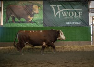 Genética Hereford valorizada no Remate Wolf Agricultura e Pecuária