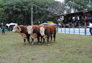 Inscrições para Exposição Especial de Alegrete encerram na quarta-feira