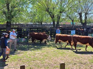 Santa Vitória do Palmar celebra a melhor genética Hereford e Polled Hereford da região