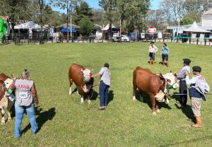 Expofeira de Bagé destaca os melhores das raças Hereford e Braford