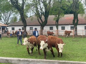 Farm Show em Dom Pedrito seleciona os melhores Hereford e Braford da temporada