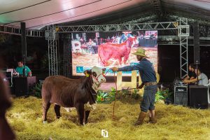 Leilões das raças Hereford e Braford na primavera encerram com números positivos