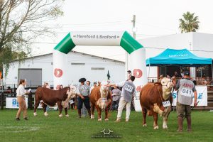Exposição Nacional de Hereford e Braford já tem data definida para 2024