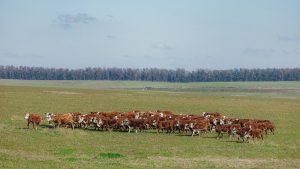 Hereford e Braford ampliam visibilidade nacional com programas e parcerias em 2023