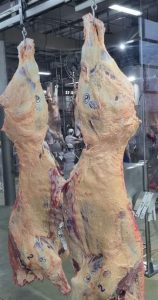 Frigorifico Argus realiza o primeiro abate experimental certificado pelo Programa Carne Hereford