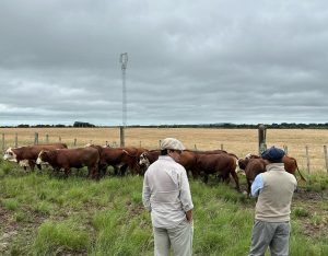 ABHB e Embrapa encerram última etapa da Prova de Avaliação a Campo de Reprodutores Hereford e Braford