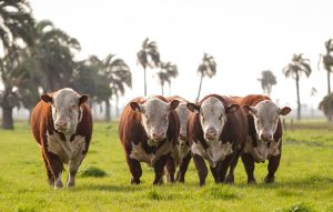 Raças Hereford e Braford têm crescimento de 11% no ano de 2023