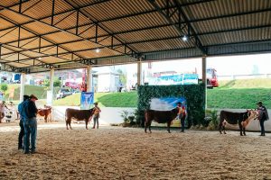 Abertas as inscrições para a Exposição Especial de Francisco Beltrão 2024