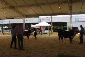 Encerram nesta sexta-feira (01) as inscrições para Exposição Especial de Francisco Beltrão
