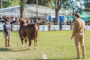 ABHB divulga listagem para seleção dos jurados das principais exposições