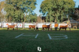 Jurados esperam ver resultado de melhoramento genético na Exposição Nacional 2024