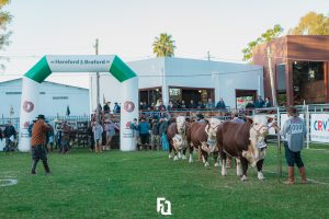 Nacional do Hereford e Braford projeta superar expectativas em 2024