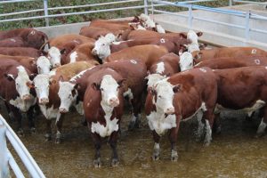 Abertas as inscrições para o Concurso de Carcaças Carne Hereford