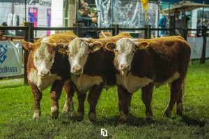 Conheça os grandes campeões terneiros Hereford Rústicos