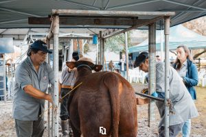 Realizado o julgamento de admissão dos animais de argola da Exposição Nacional