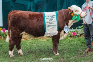 Campeões da Exposição Nacional de Terneiros da raça Hereford são anunciados