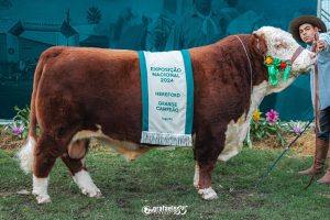 Premiação dos Grandes Campeões da raça Hereford