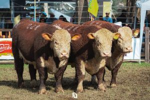 Conheça os Vencedores: Grandes Campeões da raça Hereford e Polled Hereford Rústicos
