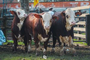 Grandes Campeões Terneiros Braford Rústicos são apresentados