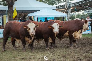 Nacional conhece os ganhadores rústicos da raça Braford