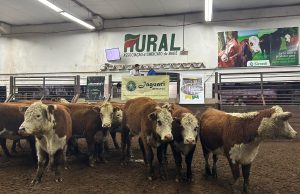Remate Comercial abre agenda de negócios na Exposição Nacional Hereford e Braford