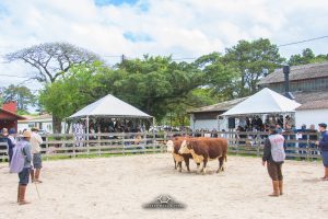 Raças Hereford e Braford estarão presentes na primeira Fenagen em Pelotas