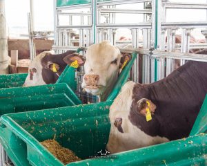 ABHB e Embrapa Pecuária Sul inovam na Prova de Eficiência Alimentar (PEA)