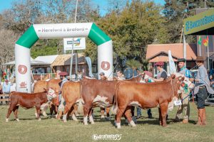 Expointer: Encerram na próxima sexta-feira as inscrições para animais de argola