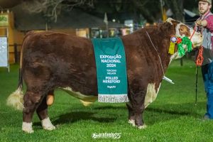 Touro Major da Cabanha Bortolozzo quebra recorde de preço na raça Hereford no Brasil