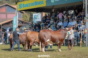 Expointer 2023: ABHB destaca-se com presença marcante e novidades gastronômicas
