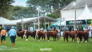 Exposição Nacional Hereford e Braford 2024: sucesso e excelência em Bagé