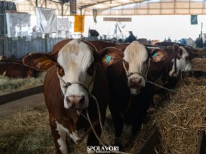 ABHB dá início à Expointer com agenda intensa