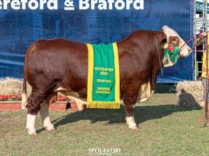 Expointer 2024: Conheça os campeões do julgamento dos animais de argola da raça Braford