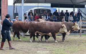 47ª Expointer : Campeões Hereford e Polled Hereford são revelados