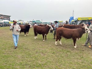 Associação de Hereford e Braford reúne jovens para explicar critérios de julgamento das raças