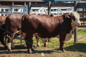 Inscrições Abertas para a 1ª Exposição de Hereford e Braford de Lavras do Sul
