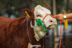 ABHB abre inscrições para 1ª Exposição Hereford e Braford dos Campos de Cima da Serra