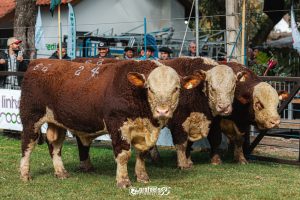 1ª Exposição de Hereford e Braford de Lavras do Sul: Inscrições encerram amanhã