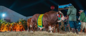 1º Remate Parceria Gênese Elite Braford atrai grande público na 47ª Expointer