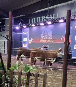 Remate Noite das Estrelas – Hereford Cabeceiras: Sucesso na 47ª Expointer