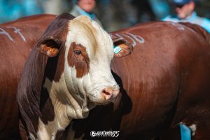 ExpoLages 2024: inscrições abertas