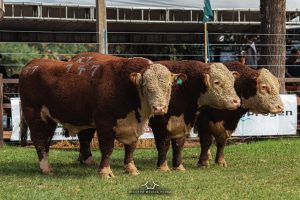 Inscrições para Expofeira de Bagé e ExpoLages encerram hoje