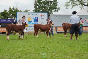 Último dia para inscrições na 16ª Exposição do Núcleo Fronteira Sul de Hereford e Braford